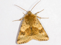 Marbled Clover